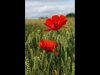 Gordon Hart_July_Landscape_Poppy Field