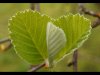 Gordon Hart_May_Creative_Beech Leaf