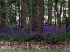 John Jones_May_Creative_Bluebell heaven