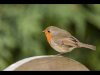 RichardSudbury_May_Creative_RestingRobin