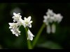 Russell Discombe_May_Creative_White bluebell