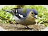 02_10_male-chaffinch