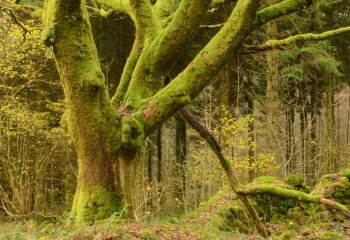 Alun-Thomas-cccweb_alunthomas_Where-the-moss-grows