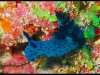 07_John Smith_Blue nudibranch