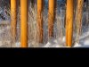 09_David Wallis_Winter grasses