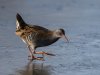 20_John Hankin_Water Rail on ice_Commended