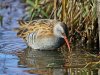 08_John Hankin_Water Rail_Highly commended