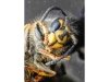 05 Ted Parrot - 'Wasp face macro'