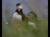 14 Alice Taylor - 'Staffa puffins'