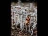 15 Hailey Rice - 'Fungi'