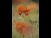 18 Mike Cheeseman - 'Poppy' Commended