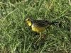 03 Brian Dinnage - 'Yellow-throated longclaw'