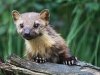 10 John Hankin - 'Pine marten' Commended