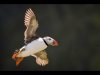 16_Kevin Joynes-Creed_Puffin in flight