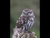 13_John Hankin_Little owl_Second place