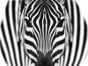 29_Shaun Little_Zebra_First place