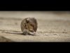 11_Martyn Smith_Mouse on the muesli_Highly commended