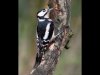 14_John Hankin_Greater Spotted Woodpecker_Second place