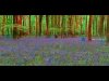 10-Nicholas Taylor-Alone in the bluebells 3D