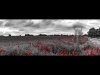 15-John Spreadbury-Soldier walking in a poppy field-First place