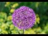 11-Russell Discombe-Purple flower