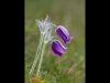 27-John Hankin-Wild pasque flowers-First place