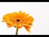 02-Kevin Joynes-Creed-Orange gerbera