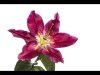 04-John Spreadbury-Stargazer lily