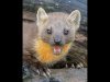 42-John-Hankin-Female-Pine-Marten-Portrait-First-Place