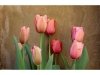 13_John Jones_Tulips