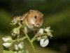 23_John Hankin_Harvest mouse on bramble_Highly commended