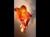 08_John Crew_Freesia