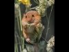 07_John Hankin_Harvest mouse feeding on grass seed