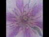 14_Gordon Hart_Purple flower