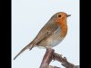 18_Kevin Joynes-Creed_Portrait of a robin