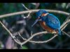 03_John Spreadbury_Kingfisher on a branch