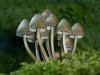 16_John Hankin_Mycena galariculata_Commended