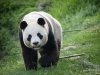 01_Jamie Stenson_Giant Panda