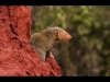 07_John Smith_Mongoose on termite hill
