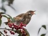 24_John Hankin_Redwing feeding on Pyracantha_Third place