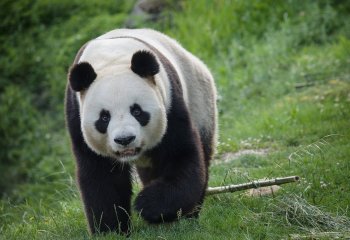 Giant panda