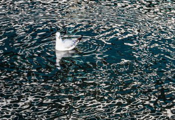 Gull in a swirl