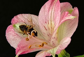 Hover Fly on Alstromera