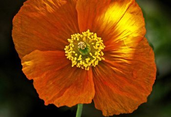 Iceland Poppy