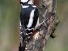 Greater-Spotted-Woodpecker