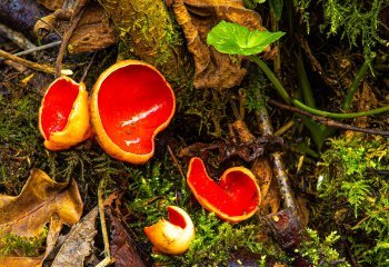 Scarlet-Elf-Cup