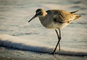 1_Martyn-Smith-Wet-Willet