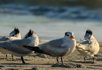 Martyn-Smith-Lookout