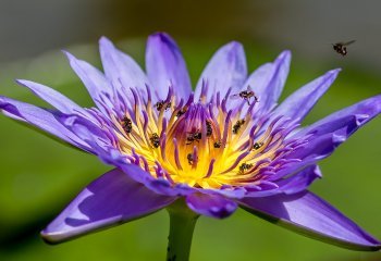 Martyn-Smith-Lure-of-the-Lotus