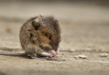 Martyn-Smith-Mouse-on-the-Museli